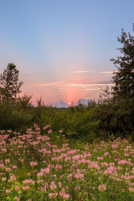 a field of pink flowers in bloom. the sun is setting in the background, casting a warm glow over the scene. there are trees in the background and on the right side of the image. the sky is a beautiful pink and orange.