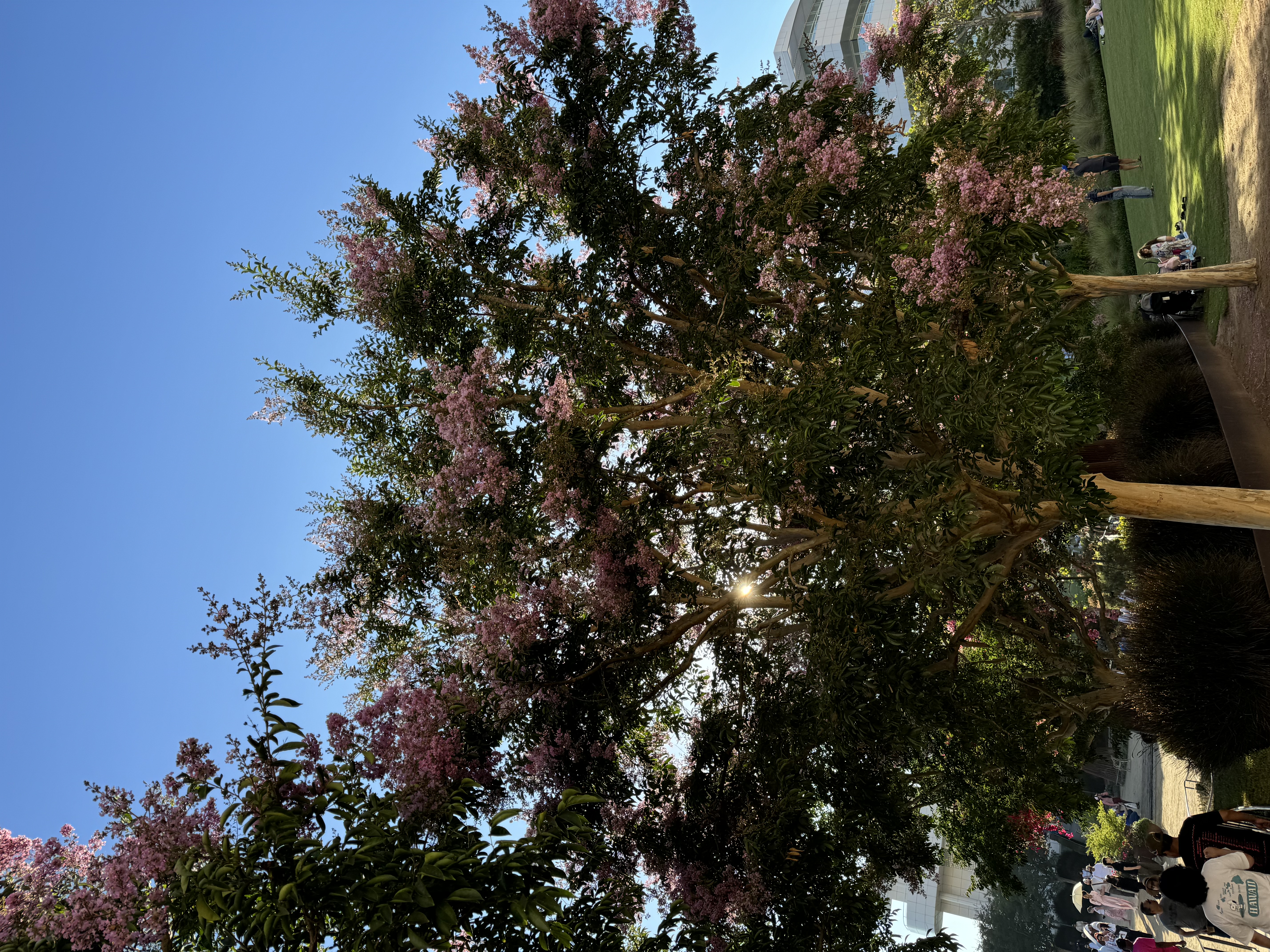 the image shows a vibrant outdoor scene on a sunny day. two crape myrtle trees, adorned with pink blossoms, are the focal point, with the sun peeking through their branches. people are scattered on the grassy area, enjoying the pleasant weather. the low perspective emphasizes the height of the trees and the clear blue sky. a glimpse of a building can be seen on the right edge of the image.