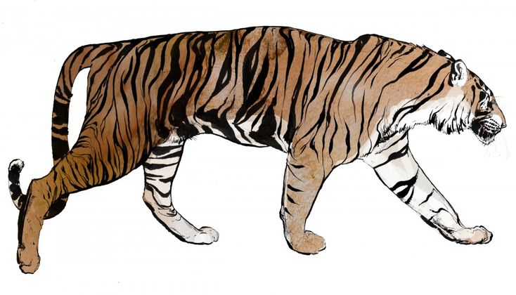 this is a black and white illustration of a tiger, the image is done in a graphic and vector style, the tiger is shown walking towards the right side of the image. the tiger is isolated on a white background and is looking directly at the viewer. the tiger is a majestic and powerful animal, and the illustration captures its beauty and ferocity.  the illustration would be suitable for use in a variety of projects, such as posters, tshirts, and websites.  the tiger would also be appropriate for use in educational materials, as it is a popular subject for children's books and educational videos. the illustration is a striking and eyecatching representation of this iconic animal.