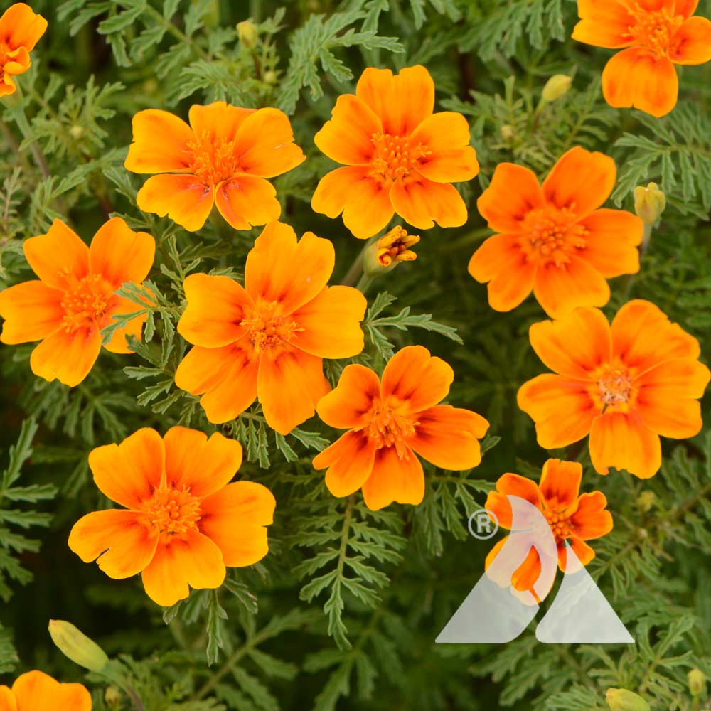 the image showcases a vibrant cluster of orange french marigolds, their petals a rich and fiery hue against the backdrop of lush green foliage.