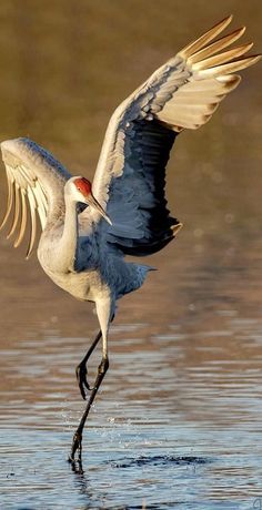 a sandhill crane stands in water, with its wings spread wide. the crane has a red head and long legs, and the water is splashing as it lands.