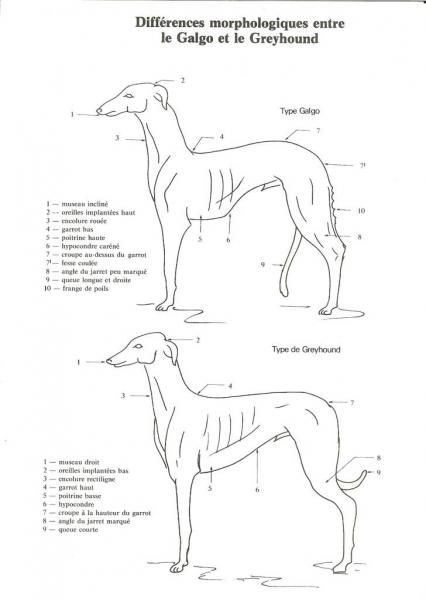 the image shows an anatomical chart comparing the morphological differences between galgo and greyhound dog breeds. the chart includes labelled diagrams of each breed, highlighting specific differences in features like muzzle, ears, neck, height of back, tail and angle of legs. the chart provides a detailed visual comparison of their physical characteristics.