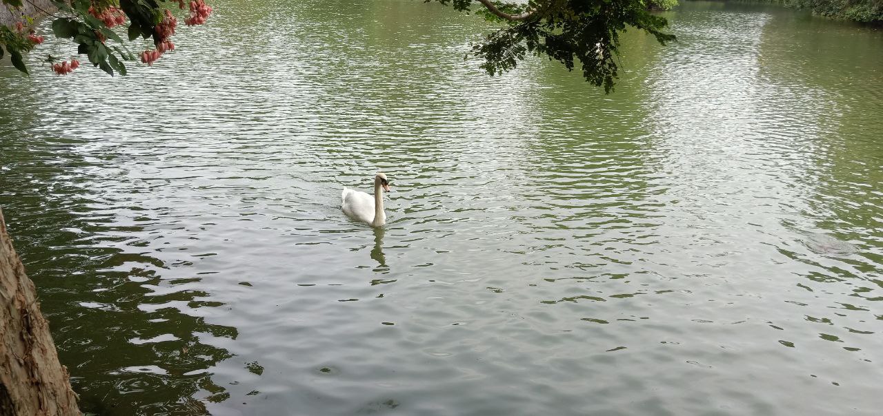 a white swan swims gracefully on the surface of a tranquil lake. the water is a serene shade of green, reflecting the sky and the surrounding trees. the branches and leaves of the trees extend into the water, creating a natural frame for the swan. the scene evokes a sense of peace and tranquility, as the swan glides effortlessly through the water. the sun is shining, casting a warm glow over the lake and the surrounding foliage.