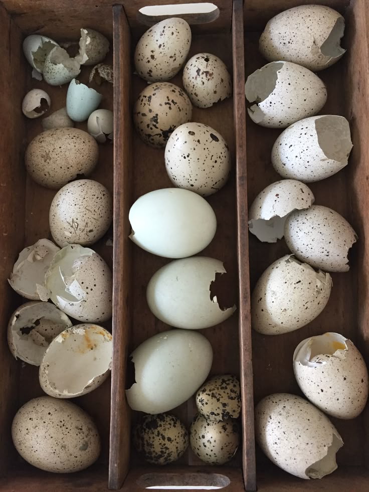 a wooden box with three compartments filled with various bird eggs and eggshells. some eggs are whole and speckled, while others are broken or empty eggshells. one compartment also contains some unblemished light green eggs.