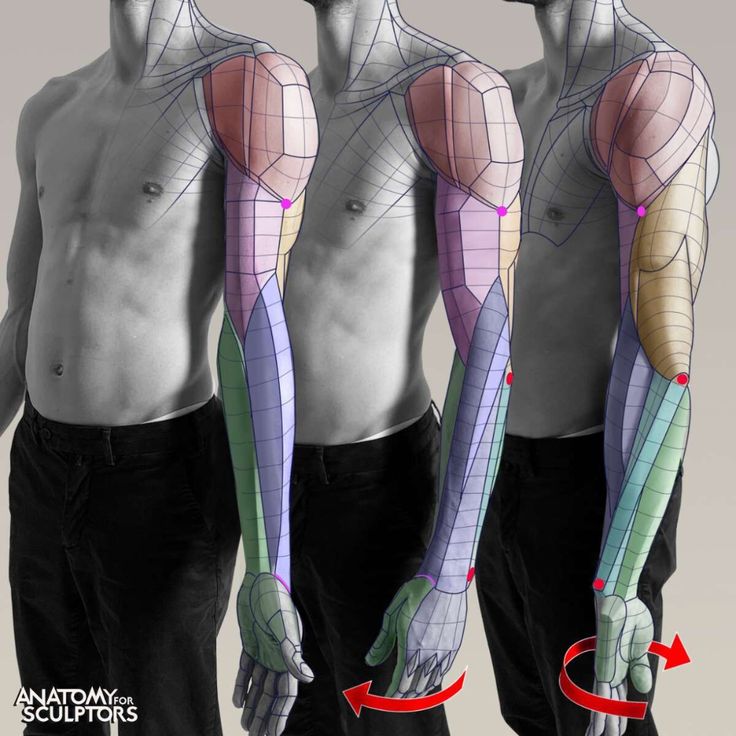 the image displays three stages of a man's arm flexing, overlaid with a colorful anatomical diagram showcasing the muscle structure. the diagram highlights major muscle groups in different colors, helping to visualize how they engage during movement. the progression from a relaxed arm to a fully flexed one provides a clear understanding of muscle contraction and its impact on the arm's form. the "anatomy for sculptors" inscription suggests that the image serves as a reference for artists, particularly those interested in accurately depicting the human body.