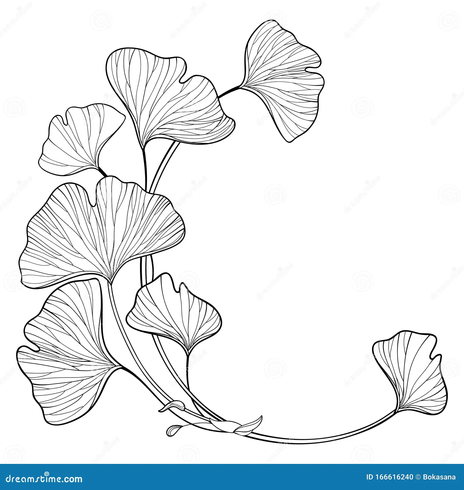 a line art drawing of ginkgo biloba leaves on a branch forming a semicircle with stems at the bottom.content: drawing, ginkgo leaves, branch, nature, flora, botanicalpeople: noneenvironment: nonelighting: noneperspective: nonekw: ginkgo, leaf, leaves, branch, nature, botanical, line art, drawing, illustration, flora, semicircle, frame, border, design, element, simple, elegant, minimalist
