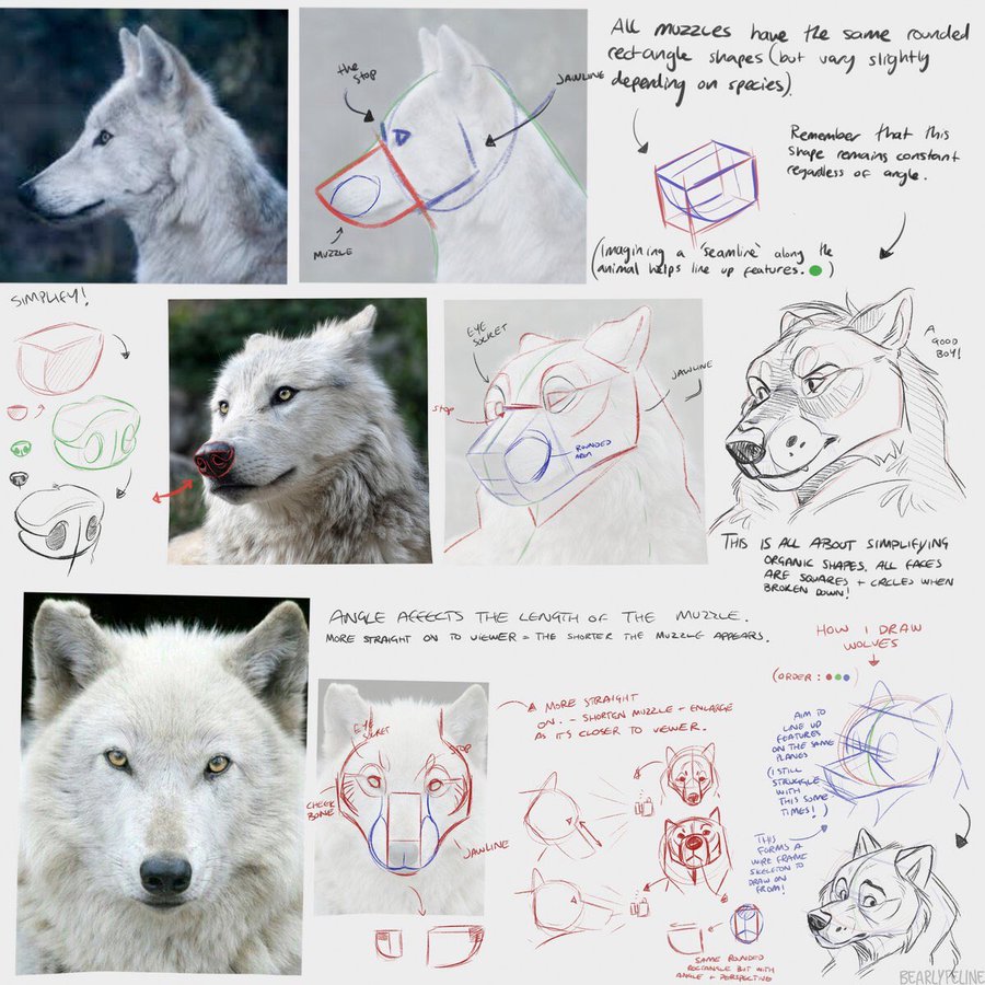 a page with many sketches and diagrams showing how to draw a wolf's head.  the sketches focus on simplifying the shape of the wolf's muzzle and jawline to make drawing easier.  the diagrams and text explain the process in detail.