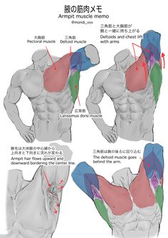 a diagram showing the musculature of a man's upper body, focusing on the armpit area. it's labeled with japanese and english text explaining the muscles involved and how they interact when the arm is raised.