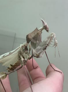 a large white and brown praying mantis with a long, thin body and a long, thin neck is being held in a person's hand. the mantis is facing to the right with its head turned and its eyes looking directly at the camera. the mantis's legs are splayed out, and its wings are folded down.  it appears to be resting on a person's hand,  and the mantis's head and body are in focus, while the person's hand is out of focus.