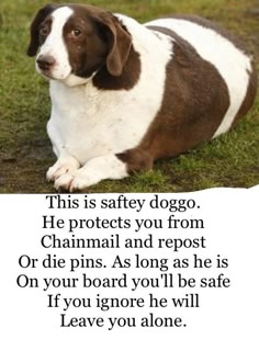 a brown and white dog is laying on its side in grass. the dog is looking towards the camera. the text around the dog says "this is saftey doggo. he protects you from chainmail and repost or die pins. as long as he is on your board you'll be safe if you ignore he will leave you alone."