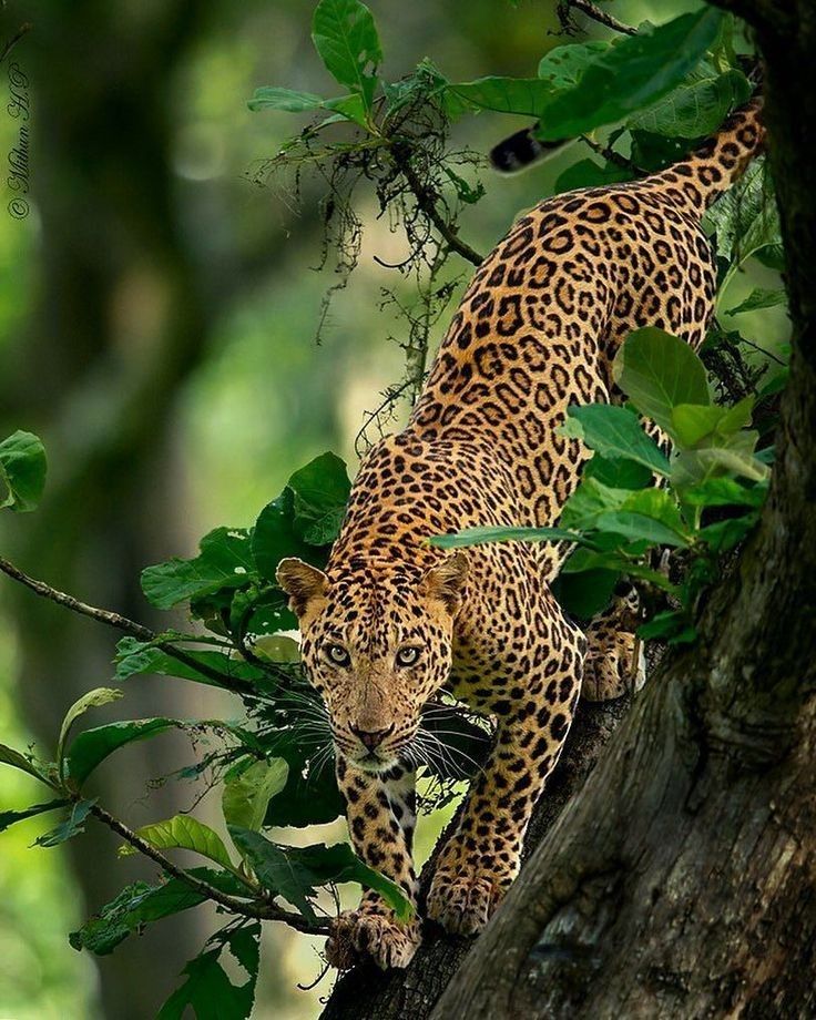 a leopard is seen perched on a branch in a thick jungle, its spotted coat blending seamlessly with the foliage. the animal's powerful body is poised, its eyes fixed on an unseen target. the dappled light filters through the leaves, casting an ethereal glow on the creature.