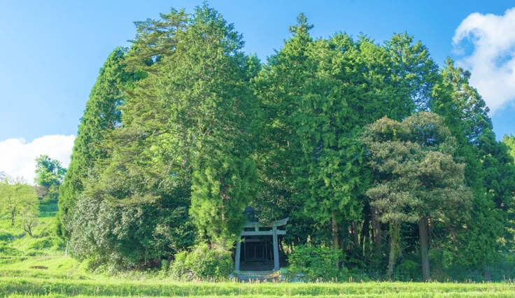a dense group of tall green trees obscures most of a traditional torii gate and temple, situated on a hillside of rice terraces under a blue sky with fluffy white clouds.