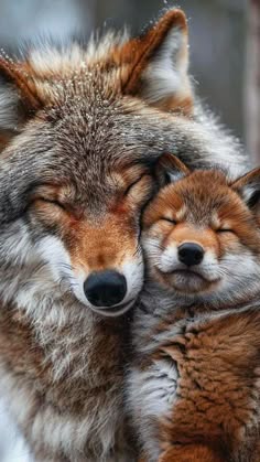 a beautiful wolf rests its head on the shoulders of a cute puppy, both animals are looking at the camera. the wolf has a soft brown and white fur, while the puppy is a light red with some white patches. they both have their eyes closed, and they are cuddling together. this image shows the bond of friendship between two animals.