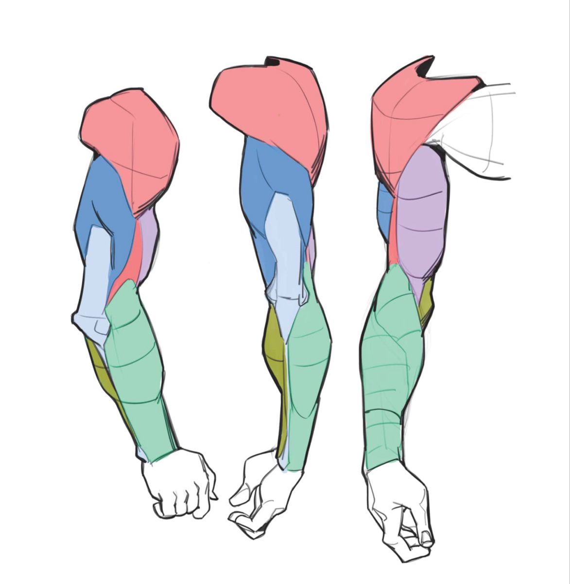 the image is a drawing of an arm showing the muscular anatomy from three different side views.  the different muscles are outlined and colored for easier identification. the drawing style is line art with color blocks to differentiate the muscles.  it is likely used as a reference for artists learning anatomy.