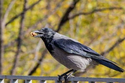 a crow with a black head and gray body is perched on a metal fence. it has a small piece of food in its beak. the crow is looking to the left. there is an outoffocus background of leaves.