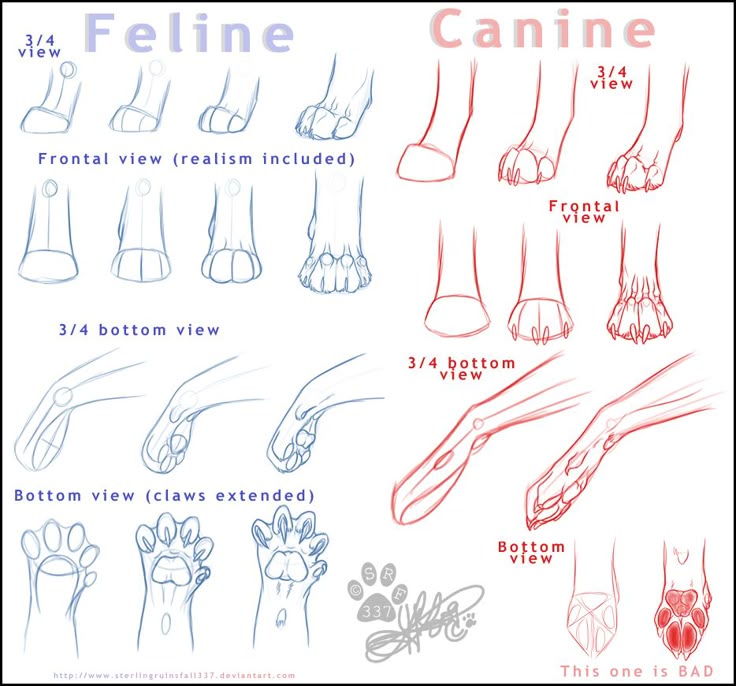 the image shows a drawing tutorial comparing feline and canine paws from different angles. it includes 3/4 view, frontal view (with realism included for feline), and bottom views, illustrating the differences in paw structure and claw presence between cats and dogs. the bottom view for canines is labeled "this one is bad".