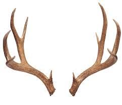the image shows a pair of large, brown antlers set against a white background. the antlers are symmetrical and have multiple points, suggesting they belong to a mature male deer. the lighting is bright and even, highlighting the texture and detail of the antlers.