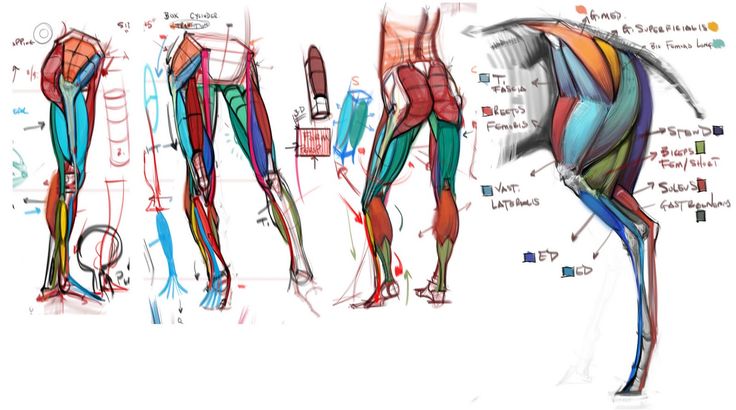 the image contains a series of anatomical diagrams illustrating the leg musculature of humans and animals. the diagrams use colorcoding to represent different muscle groups, with labels pointing to specific muscles and anatomical structures. the diagrams include detailed sketches of leg muscles from various angles and positions, aiding in the visual understanding of anatomy. there are notations and annotations throughout the image, enhancing its educational purpose. the diagrams show the structures and arrangement of muscles in the legs of humans and animals.