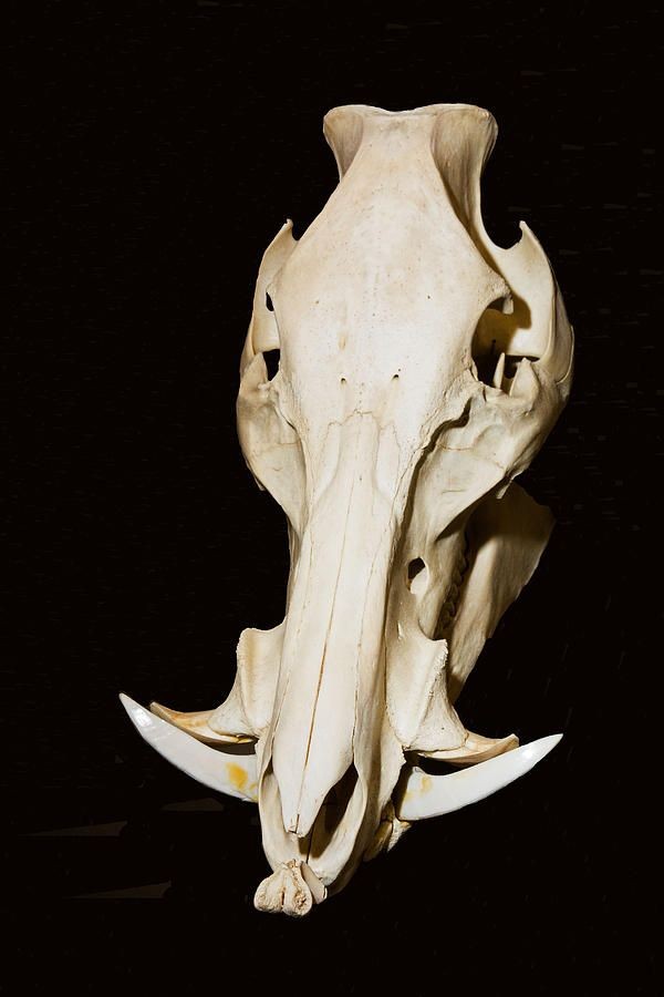 this is a closeup image of the skull of a wild pig. the skull is white and bonelike, and the tusks are long and sharp. the image is taken against a black background, and the skull is illuminated from the front. the skull is partially open, revealing the empty space where the brain would have been.