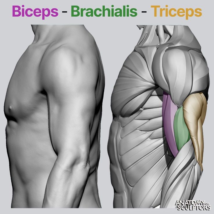 the image shows a detailed anatomical illustration of the male upper arm muscles, specifically the biceps, brachialis, and triceps. the left side of the image presents a smooth, sculpted representation of the arm, while the right side reveals the underlying muscle structure. the biceps are highlighted in purple, the brachialis in green, and the triceps in yellow.  this type of image is often used as a reference for artists and sculptors.