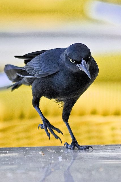 a blackbird with a dark black plumage stands on a gray surface. its beak is open, and its eyes are looking towards the camera, making the bird appear aggressive. the bird has sharp talons and claws. the background of the image is out of focus and features a yellow color.  the image focuses on the blackbird's sharp features.