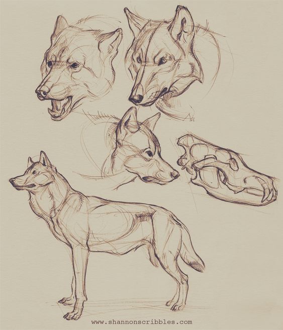 this image is a page of wolf studies sketched in brown on an offwhite background. it includes three head studies from different angles, a skull study, and one fullbody study with some muscle definition. the artist's website is watermarked at the bottom of the image.