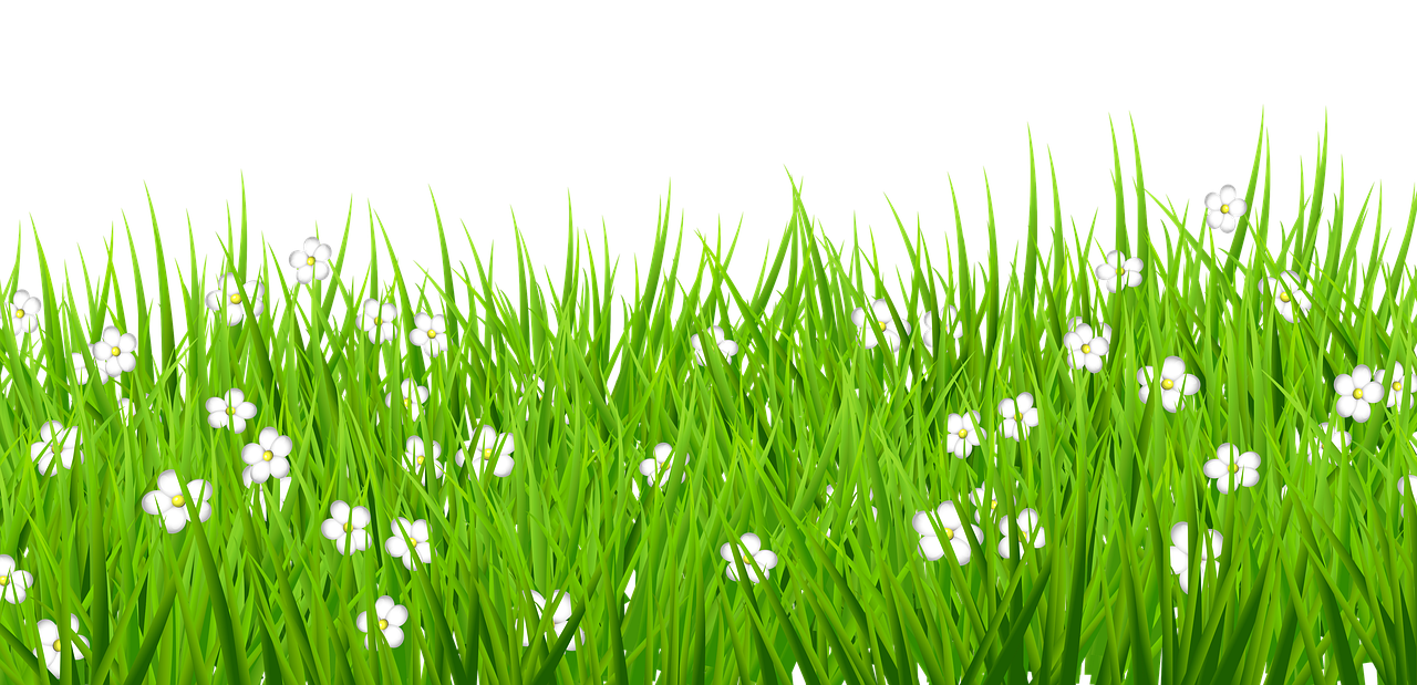 a patch of green grass with numerous small white flowers blooming throughout it, set against a solid black background. the grass blades are tall and slender, and the flowers have simple, round petals. the image evokes a sense of springtime or summer in a natural setting.