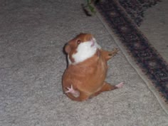 a brown and white guinea pig sits on a carpeted floor. it is looking up and to the right with its mouth slightly open. the guinea pig has short fur and small, pink paws. the carpet has a dark pattern with intricate details.