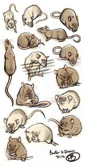 a collection of rat drawings and sketches in different poses.