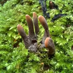a closeup of a strange fungus that looks like a hand reaching out from a bed of moss. the fungus is brown and has five fingers that are tipped with a bright pinkorange color. the moss is green and lush, providing a stark contrast to the fungus. the image is taken from a macro perspective, highlighting the details of the fungus and the moss.