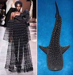 the image shows a woman wearing a black and white polka dot dress, with a sheer overlay, walking on a runway. the dress is very elegant and sophisticated. on the right side of the image, there is a whale shark, which is a very large fish that lives in the ocean. the whale shark is also black and white polka dot, which is a very interesting contrast to the woman's dress. the image is a bit surreal, as it suggests that the woman is wearing a dress made out of whale shark skin.