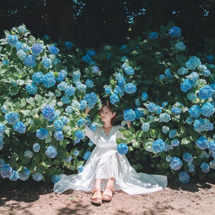 a young asian woman in a flowing white dress sits serenely amidst a vibrant display of blue hydrangeas.  the sun illuminates the scene, casting a soft light on her and the flowers.  she appears relaxed and content, her eyes closed in peaceful repose. the lush greenery and abundance of blooms create a stunning natural backdrop. the overall aesthetic is serene and visually appealing.