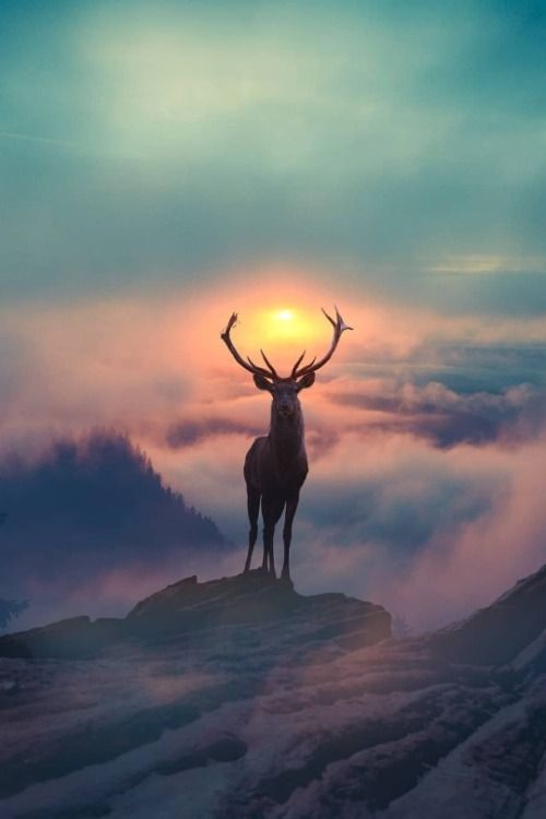 a silhouette of a majestic deer with large antlers stands on a mountaintop, facing towards a vibrant sunset. the animal stands tall and proud, bathed in the warm glow of the setting sun as clouds drift by in a peaceful sky. the fog in the distance adds to the serene and magical atmosphere of the scene.