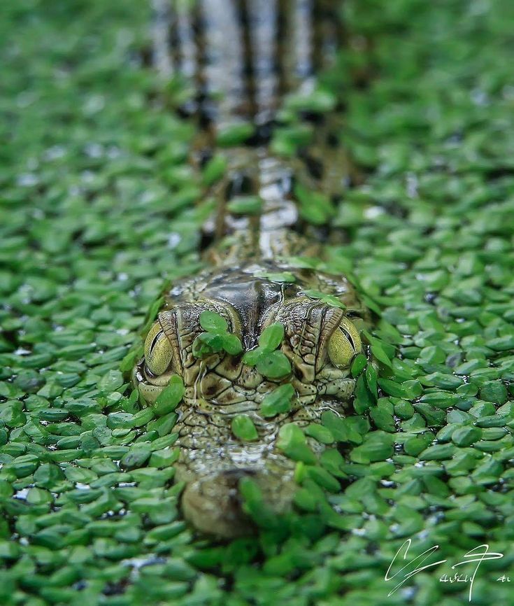a crocodile lies partially submerged in a pond, its eyes peering out from the green leaves. the crocodile's body is mostly hidden, blending in with the surrounding vegetation. the image highlights the camouflage skills of this reptilian predator and its lurking presence in the water.