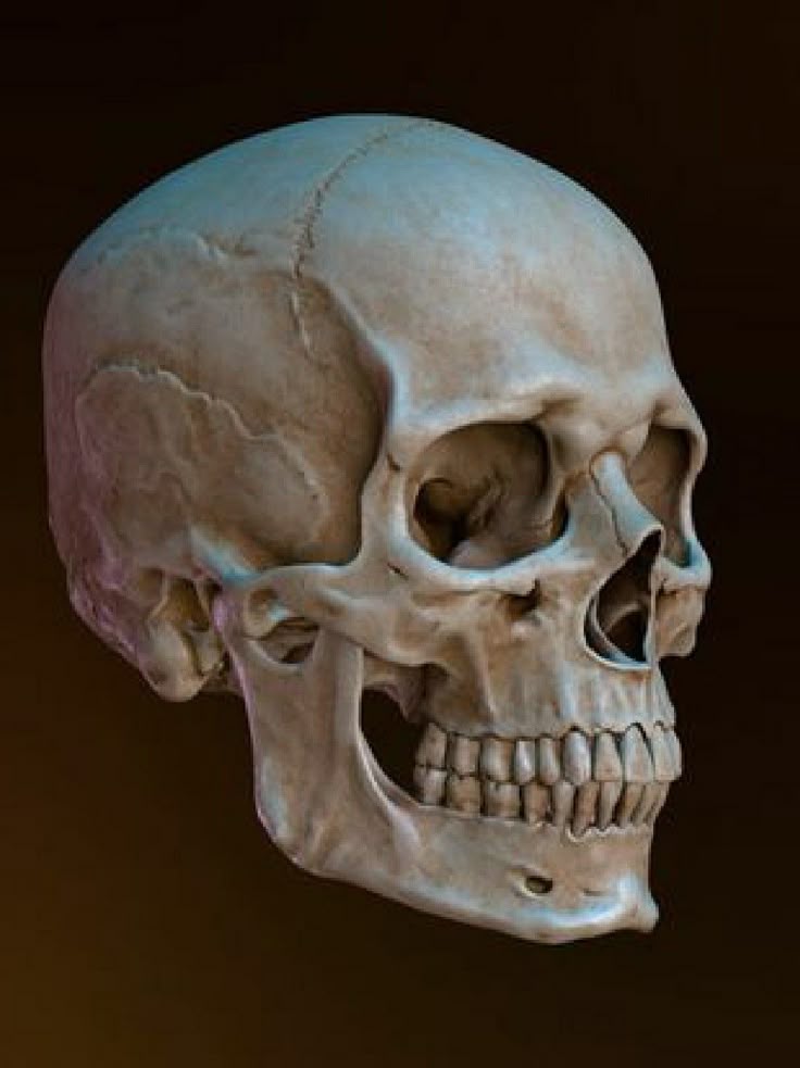 a detailed image of a human skull, showcasing its intricate bone structure, including the cranium, facial bones, jawbone, teeth, orbital cavity, and nasal cavity. the skull is presented in a closeup view, emphasizing its anatomical features.