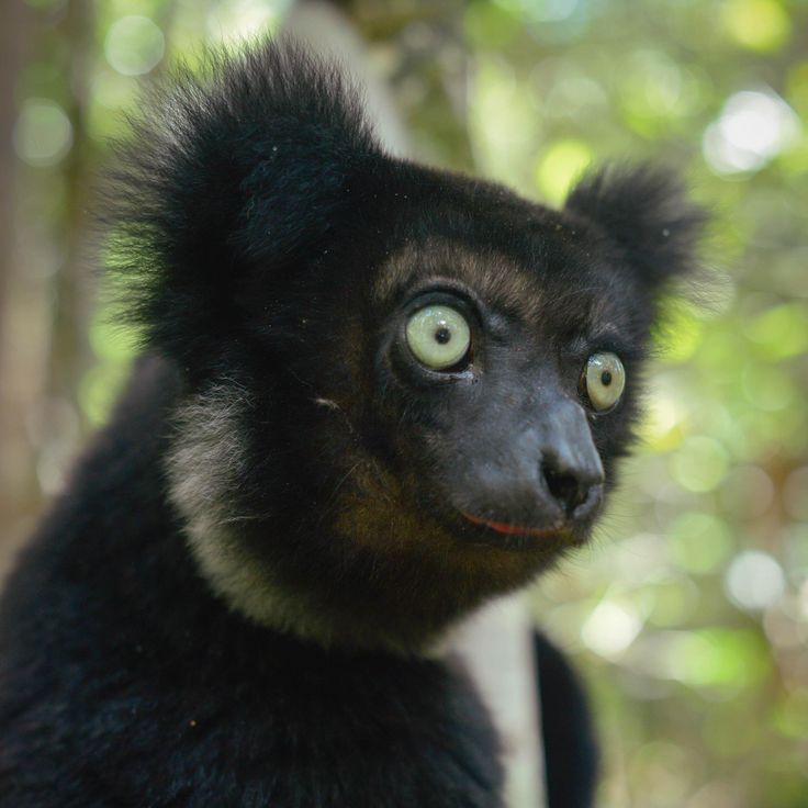 a closeup portrait of an indri lemur, a large, black and white lemur found only in madagascar. it is a rare and endangered species. the lemur is looking directly at the camera with a curious expression. its large, green eyes are wide open and its fur is thick and black. the background is blurred, focusing attention on the lemur.  the image is a reminder of the beauty and fragility of wildlife.