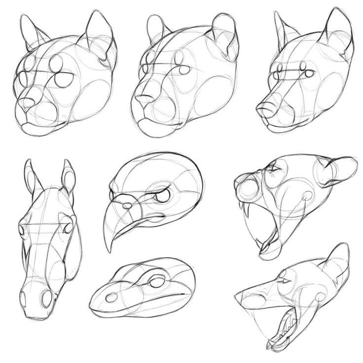 the image consists of nine different animal head sketches, offering various angles and perspectives for drawing practice. these sketches focus on the underlying structure and form of the heads, utilizing basic shapes and lines. the animals depicted include a feline (possibly a cougar or panther) in three views, a horse, a bird of prey (potentially an eagle or hawk), a roaring big cat, a snake, and a snarling canine. each sketch emphasizes anatomical features and proportions, serving as valuable references for artists.
