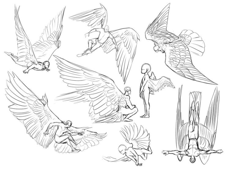 this image is a series of sketches depicting various poses of angels.  the sketches show the angels in different positions, including flying, standing, sitting, and lying down. the wings of the angels are drawn in detail, with feathers and muscle definition. the images are drawn in a realistic style.