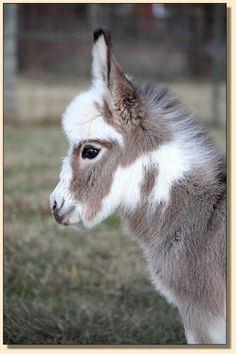 a head and neck shot of a grey miniature donkey foal standing on grass. the foal has white markings on its face, neck, and body. the background is blurred, with a fence visible in the distance.