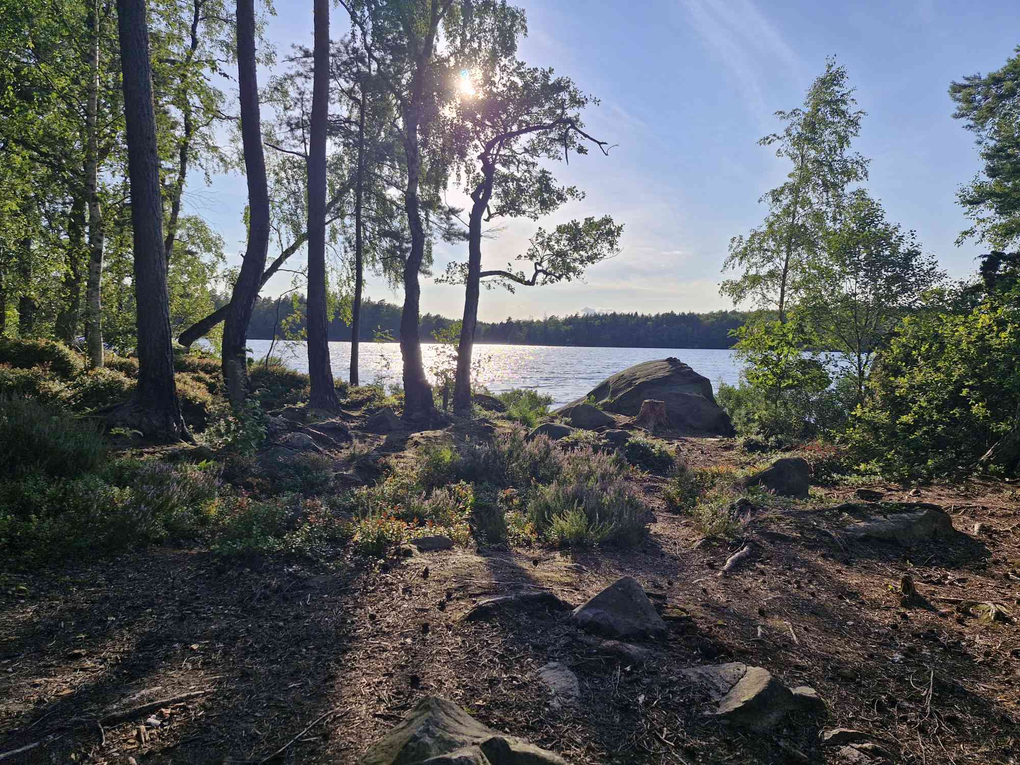 a serene view of a lake framed by a forest with tall trees and scattered rocks. heather grows near the shoreline. sunlight filters through the trees, creating a bright and peaceful atmosphere.