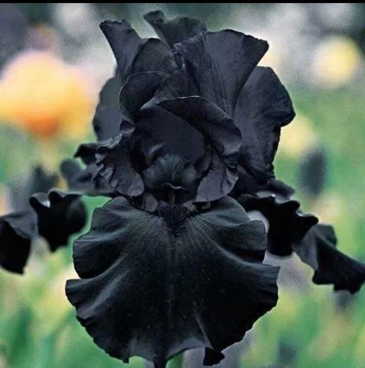 a closeup shot of a black iris flower in a garden setting. the flower is in full bloom, showcasing its dark petals. the background features blurred greenery and hints of other flowers.