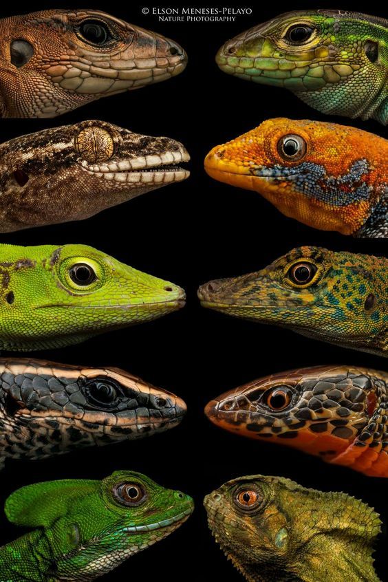 a collection of nine different lizards, each with unique colors, patterns, and features, are captured in closeup portrait shots against a black background.  the images highlight the diversity and beauty of these fascinating reptiles.