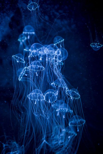 the image shows a group of jellyfish glowing in the dark depths of the ocean. the jellyfish are various sizes and have long, flowing tentacles. they are lit with a bright blue light, creating a bioluminescent effect. the dark background suggests a deepsea environment.