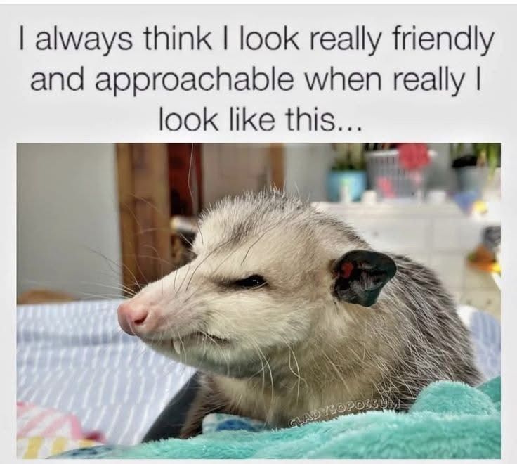 the image is a meme consisting of a picture of a possum with a caption. the caption states "i always think i look really friendly and approachable when really i look like this...", implying a contrast between perceived and actual appearance. the possum in the picture has a grumpy or unimpressed expression, which humorously contradicts the idea of looking friendly and approachable. the meme utilizes irony and relatable selfperception to create humor.
