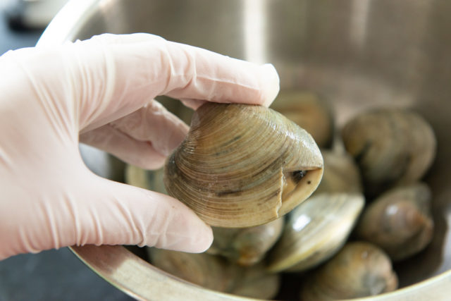 a gloved hand holds a single clam over a bowl of several other clams. the clams appear to be fresh and uncooked. the background is a blurred kitchen setting.