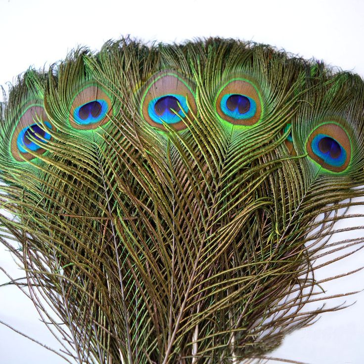he image shows a closeup view of a collection of peacock feathers arranged in a fanlike shape.  the feathers are predominantly green and brown, with the iconic iridescent "eyes" clearly visible in several of the feathers.  the texture of the feathers is detailed, and the overall arrangement creates a visually appealing pattern. the background is plain white, allowing the feathers to be the focal point of the image.