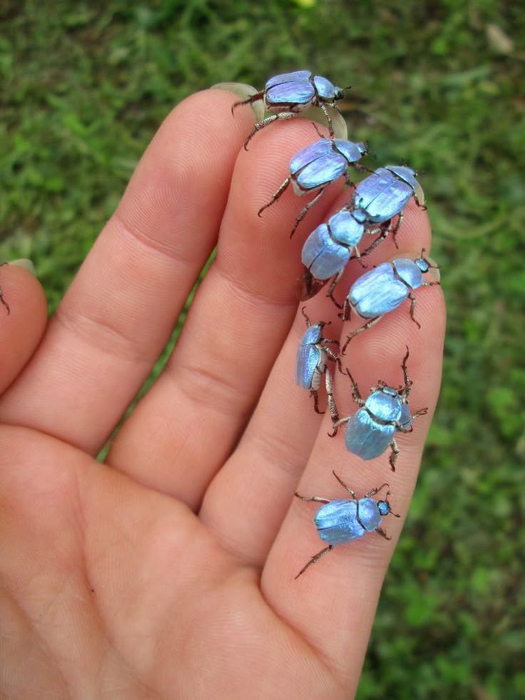 a closeup shows a hand with seven iridescent blue beetles crawling on the fingers. the background is blurred green grass.