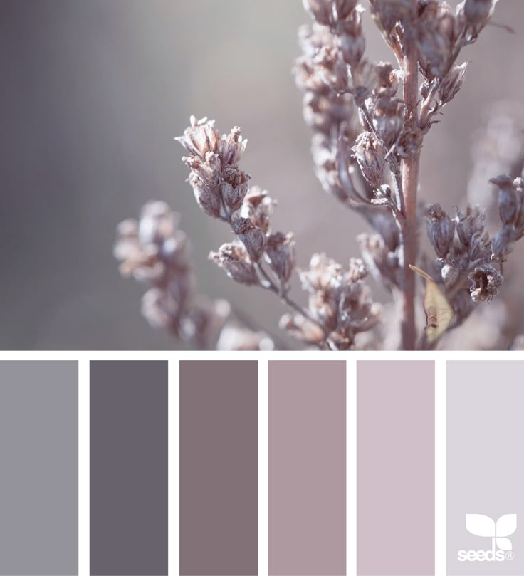 a closeup shot of a dried plant with seed pods, paired with a color palette extracted from the image. the colors in the palette range from grey to lavender and purple, showcasing the muted tones of the plant. the image emphasizes a natural and aesthetic botanical theme.