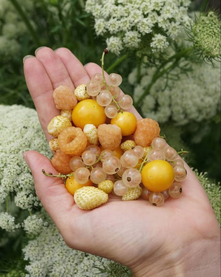 a hand holds a variety of berries including raspberries, white currants, and ground cherries, against a background of flowering plants.