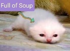 a white kitten with big, sad eyes looks down at the camera. the kitten has soft, fluffy white fur and is lying on a light brown blanket. the kitten's tail is curled up behind it. the kitten looks as if it is about to cry.